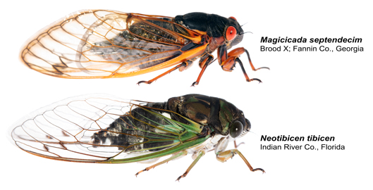 comparison of a 17-year, Brood X periodical cicada, Magicicada septendecim, alongside one of our annual dogday cicadas.